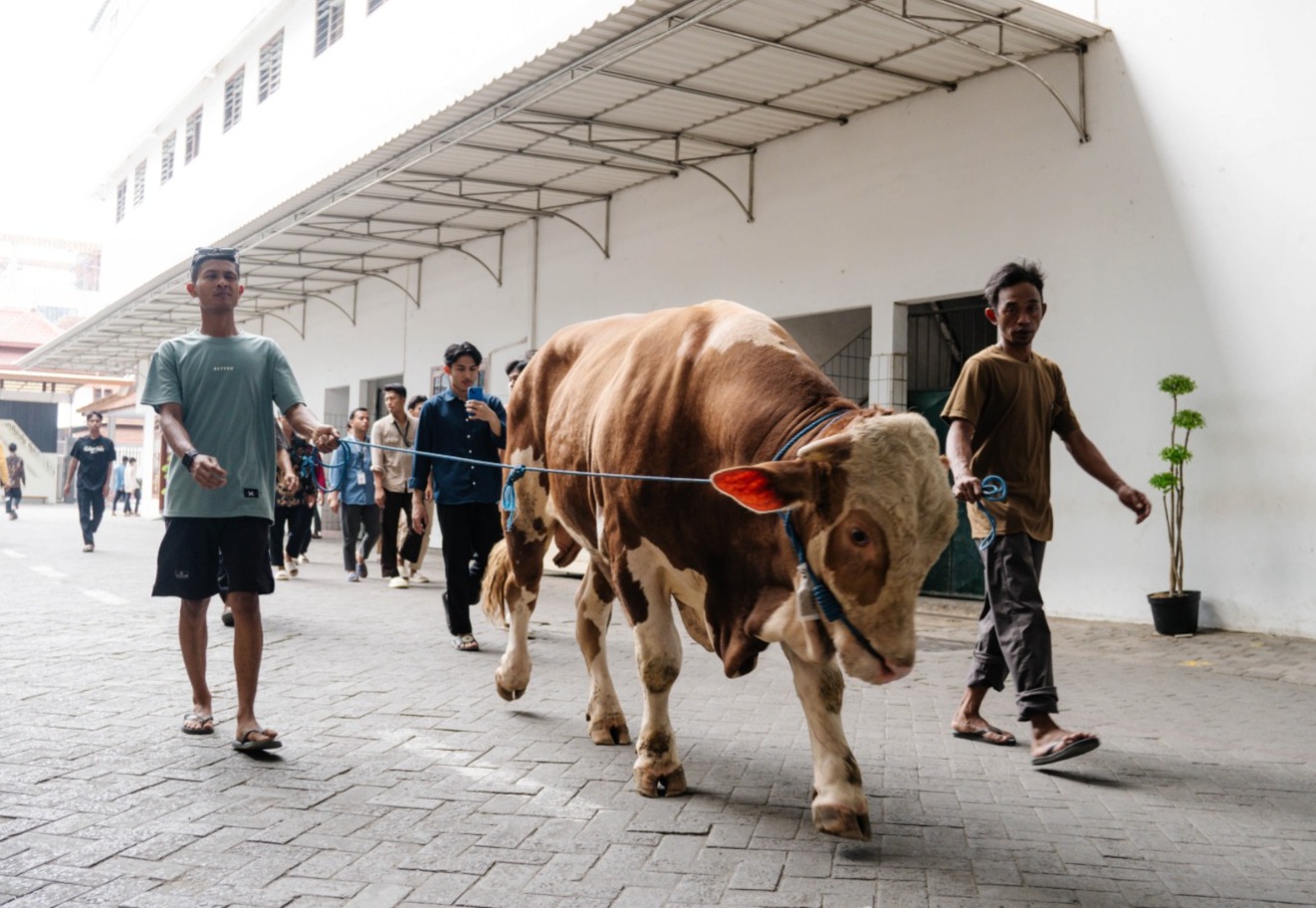 ponpes-wali-barokah-terima-bantuan-sapi-kurban-dari-wakil-presiden-ri-pic-1.jpeg