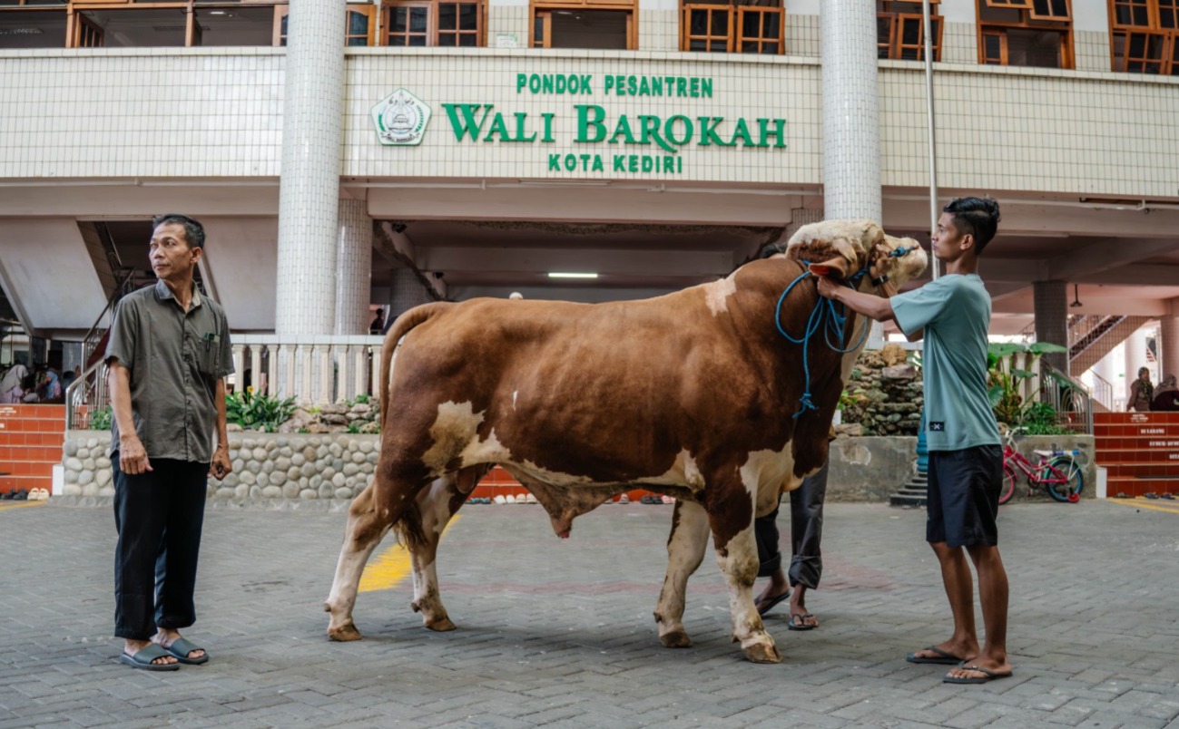 ponpes-wali-barokah-terima-bantuan-sapi-kurban-dari-wakil-presiden-ri-pic-2.jpeg